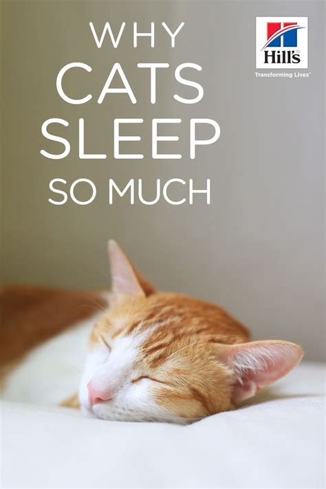 If you've wondered why that is, the answer lies in their physiology. Why Do Cats Sleep So Much? | Hill's Pet | Cats, Cat care ...