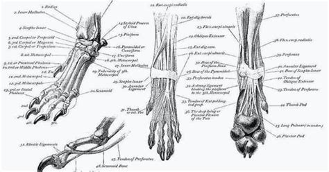 Anatomy Of Canine Paw Anatomy Humans Body Dog Anatomy Animal Anatomy