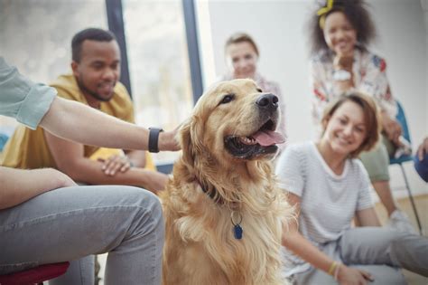 4 Popular Therapy Animals