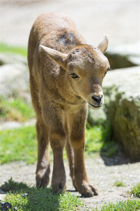 Cute Baby Mouflon This Is A Cute One Isnt It Tambako The Jaguar