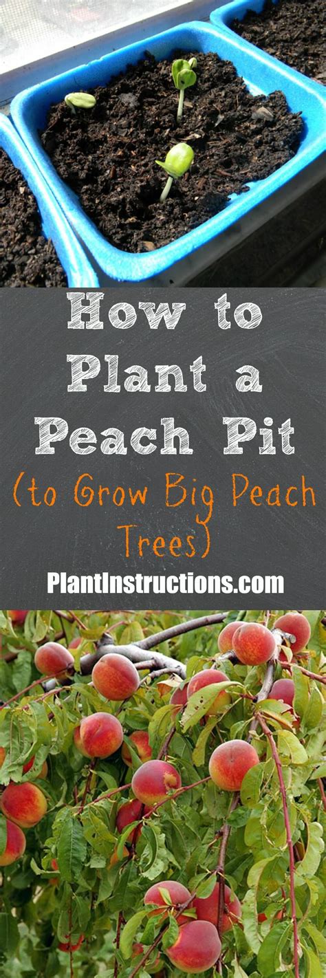 How To Plant A Peach Pit How To Grow Tree Fruit Garden Peach Trees