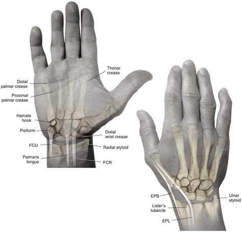 Wrist And Hand Musculoskeletal Key