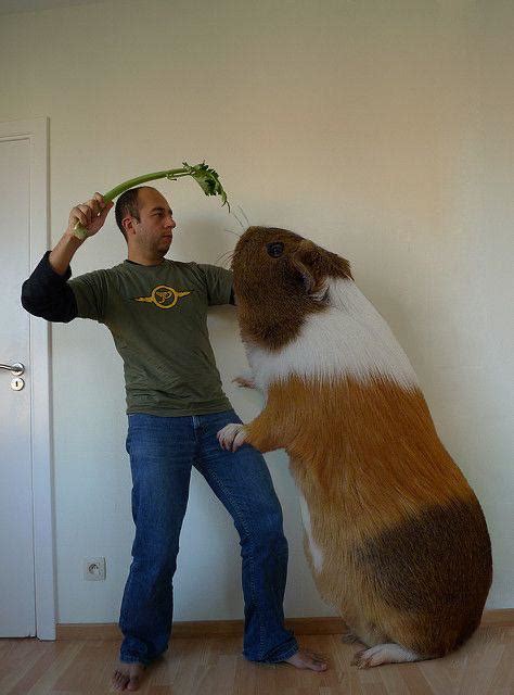 Looked Up Big Guinea Pig And Found This Gem Just Imagine 🥰 R