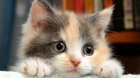 47 Cute Kitten Wallpapers For Desktop On Wallpapersafari