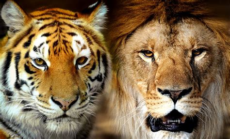 Tiger vs løve Hvem ville vinde kampen