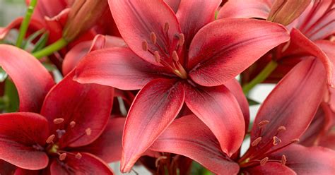 Lily flowers toxic to dogs. Poisonous Plants | ASPCA