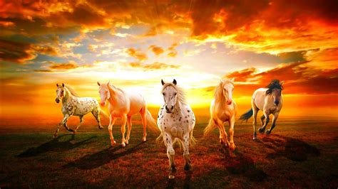 beautiful wallpaper hd horses sunset hd wallpaper wallpaperscom