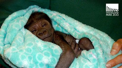 Adorable Baby Gorilla Born At Seattles Woodland Park Zoo Abc7 Los
