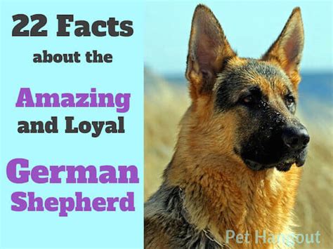 22 Facts About The Amazing And Loyal German Shepherd