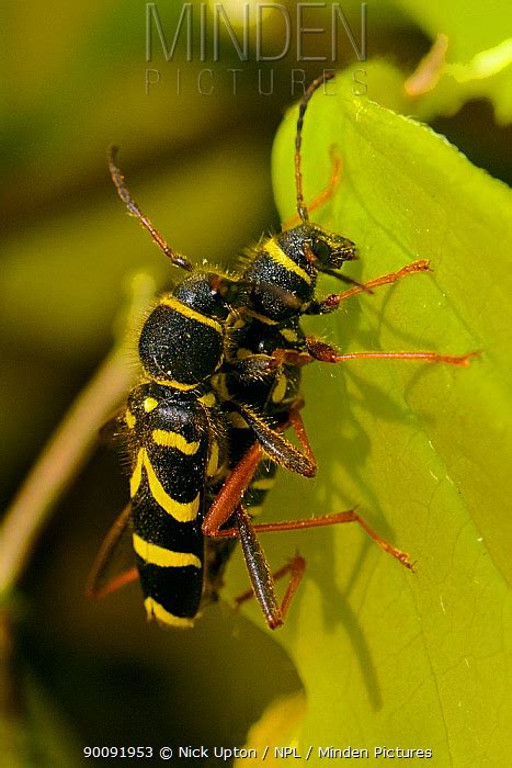 Wasp Beetle Stock Photo Minden Pictures