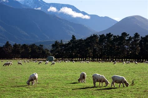 Filenew Zealand Rural Landscape 9795 Wikimedia Commons