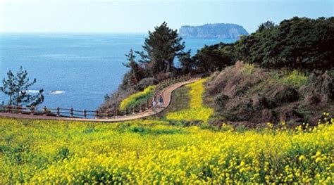 Jenis bunga yang terdapat di taman bunga selecta adalah jenis langka dan juga umum. Indahnya bunga Canola di Pulau Jeju | Wisata Korea Selatan ...