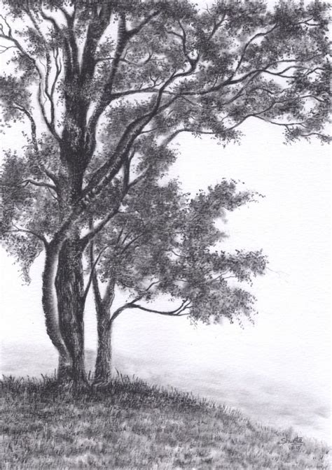 Gambel Oak Tree Pencil Drawing With Images Tree