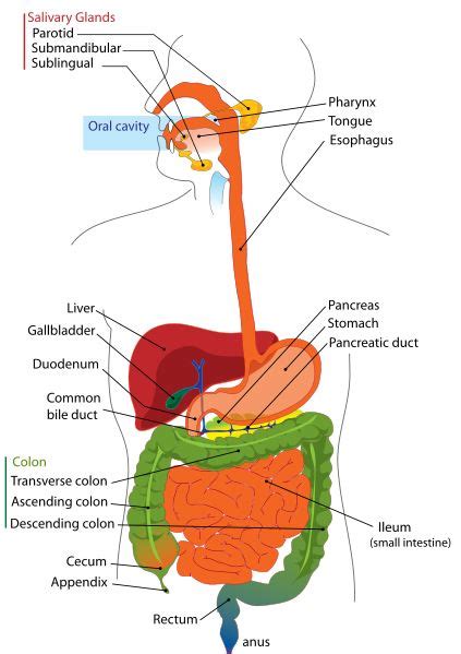 How does my digestive system work? Answer Key - Label the Digestive System | Human digestive ...