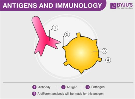 Types Of Antigen Antibody Reaction Meaning Types Stages And Faqs
