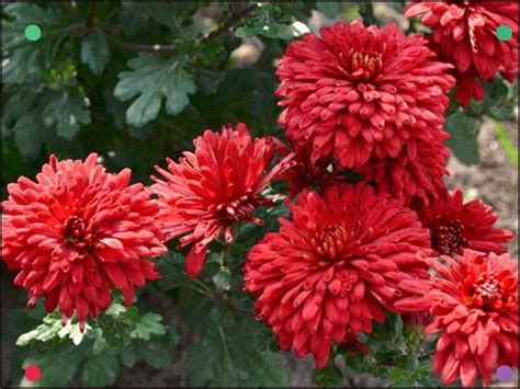 Collection by central states dahlia society. Beautiful chrysanthemum blossoms on a nation site ...