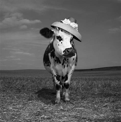 oh la vache meet hermione the very stylish cow huffpost
