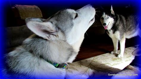 How to train a husky. Siberian Husky Puppy Howl FAN FRIDAY 120 Howling - YouTube