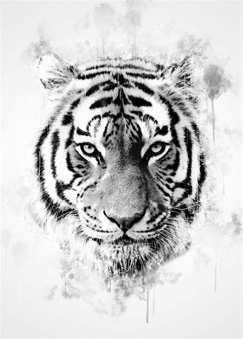 Tiger Head Black And White Poster By Cornel Vlad Displate Tiger