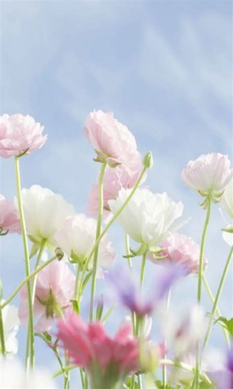 Download 480x800 Delicate Flowers Cell Phone Wallpaper Category