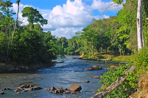 Suriname 100 Natuur Bekijk De Mooiste Natuurreizen Naar Suriname Op