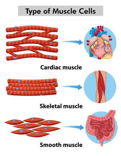 Muscular Tissue Structure Functions Types And Characteristics