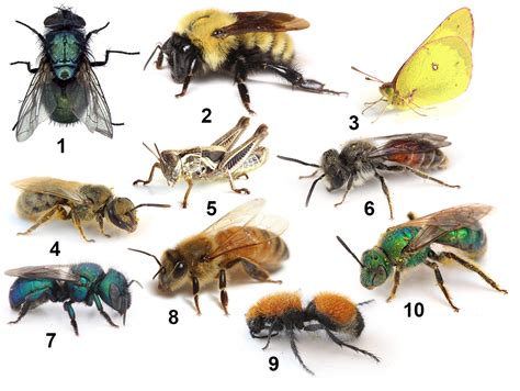 Bee Informed Public Interest Exceeds Understanding In Bee