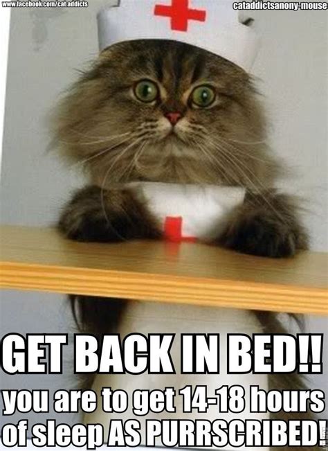 Get Well Soon Cute Animals But Mostly Cats Pinterest