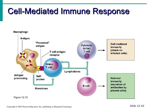 Cell Mediated Immune Response Diagram Quizlet