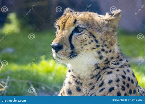 Cheetah Profile Stock Photo Image Of Predator Wildlife 250785606