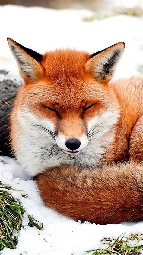 Beautiful Red Fox Hot Girl Hd Wallpaper