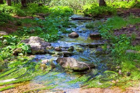 Summer Stream With Moss Covered Stones At Bottom In Forest Stock