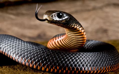 Check spelling or type a new query. Fonds d'écran Serpent noir, vipère 2880x1800 HD image