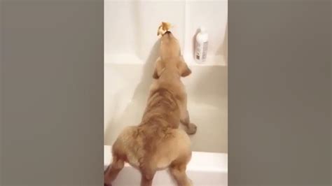 Dog Licks Peanut Butter From Tub Shorts Youtube