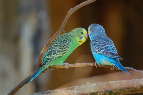 All About The Parakeets Pet Rescue Blog