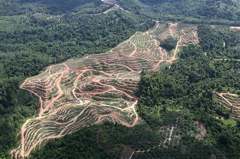 Malaysia crude palm oil average monthly prices 2019 statista. Purdue economists warn palm oil solutions may have ...