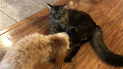 Dog Vs Cat Fight Youtube
