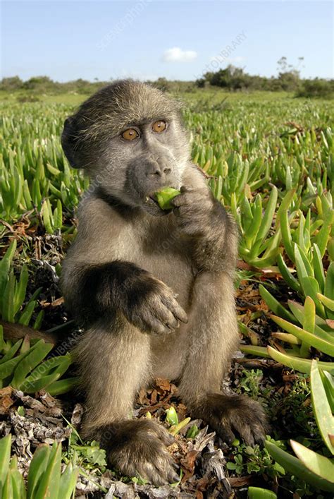 Juvenile Chacma Baboon Stock Image Z9100214 Science Photo Library