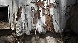 Termite Damage Look Like Images