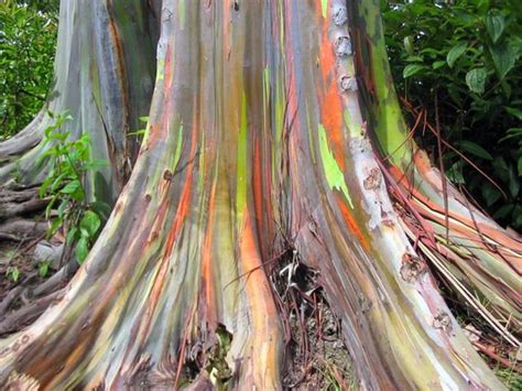 Rainbow Eucalyptus Tree Seeds