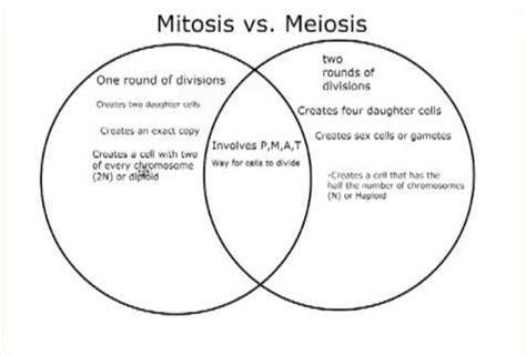 Venn Diagram Showing The Similarities And Differences Between Mitosis