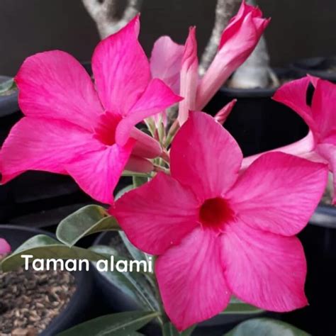 26 Gambar Bunga Kamboja Pink Paling Dicari Informasi Seputar Tanaman