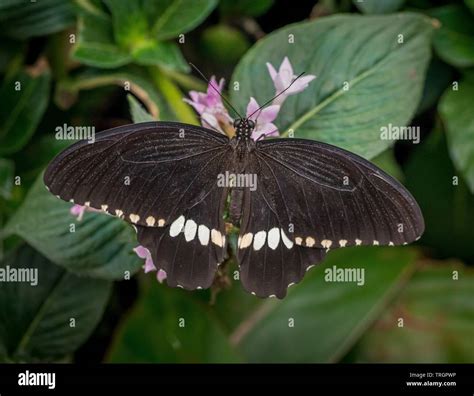 Black And White Exotic Butterfly Stock Photo Alamy