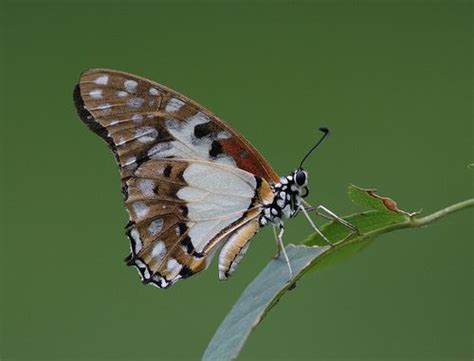 White Lady Swallowtail Graphium Angolanus Swallowtail Lady West