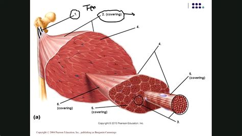 Sexton Biol 2401 Muscle Physiology Part 1 Youtube