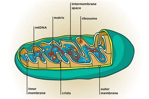 Mitochondria Unpacking Cellular Power Idea Health And Fitness