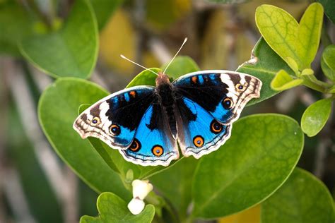 Blue Pansy Junonia Orithya Is A Nymphalid Butterfly With Many
