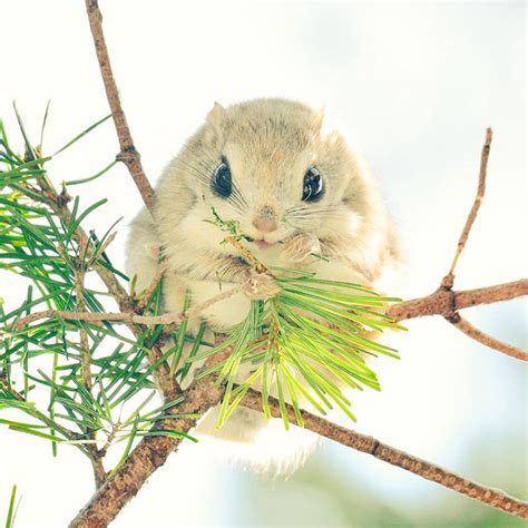 Hokkaido Island In Japan Is Home To 7 Incredibly Cute Animals Bored Panda