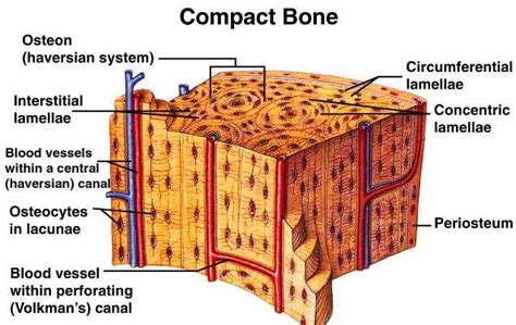 Difference Between Compact Bone And Spongy Bone Major