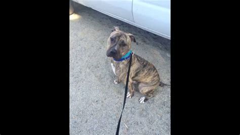 Adoptable Hank Its The Pits Dog Rescue San Diego Ca Youtube